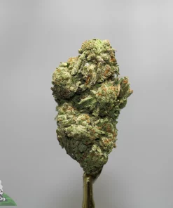 Close-up of a cannabis bud on a stem against a neutral gray background, with a Kush Buddy watermark in the corner.