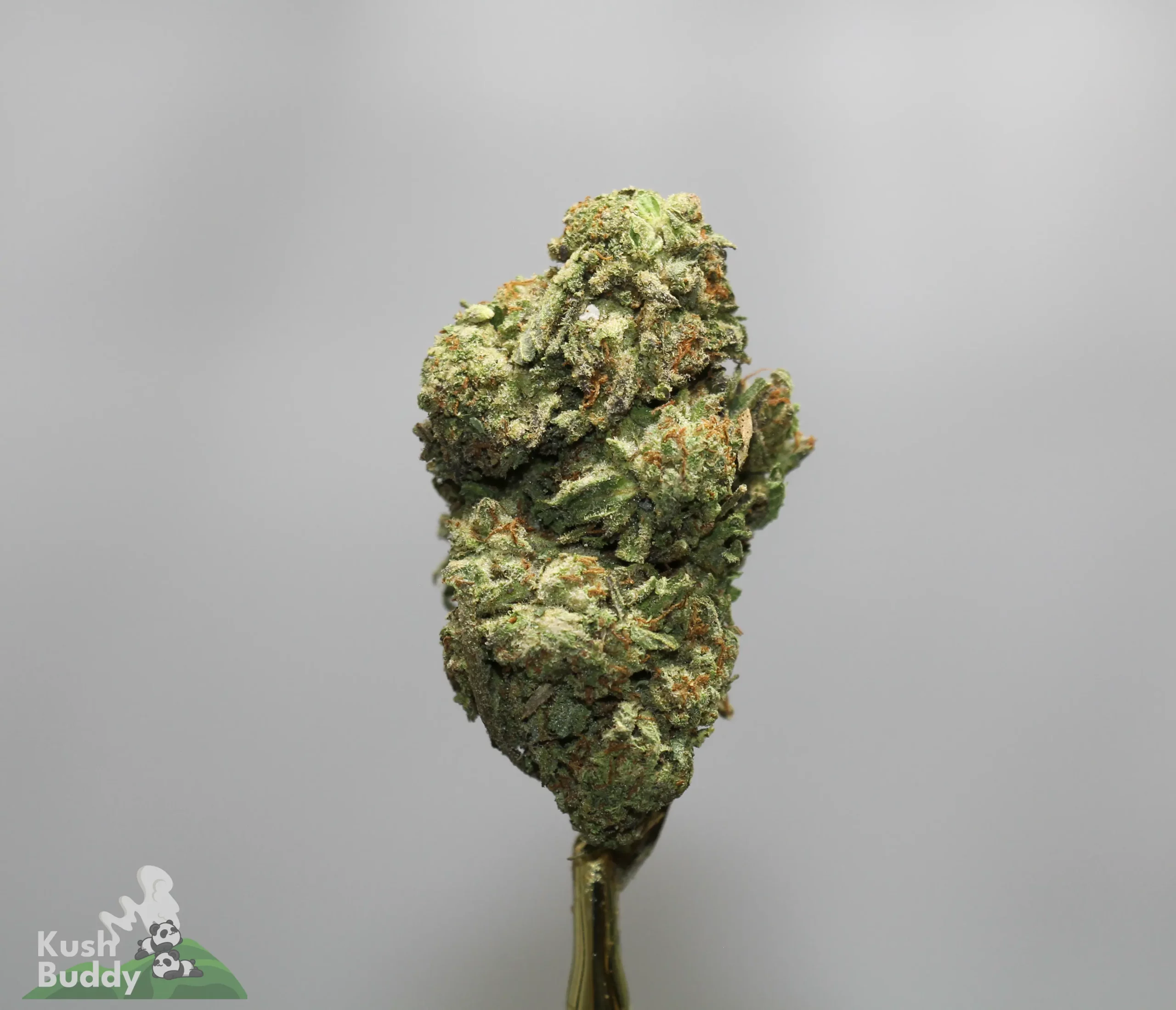 Close-up of a cannabis bud on a stem against a neutral gray background, with a Kush Buddy watermark in the corner.