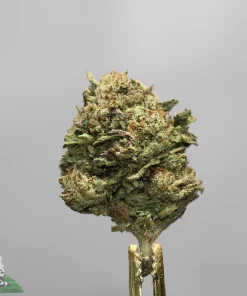 Close-up of a frosty cannabis bud with orange pistils and dense trichomes, mounted on a stem against a gray background
