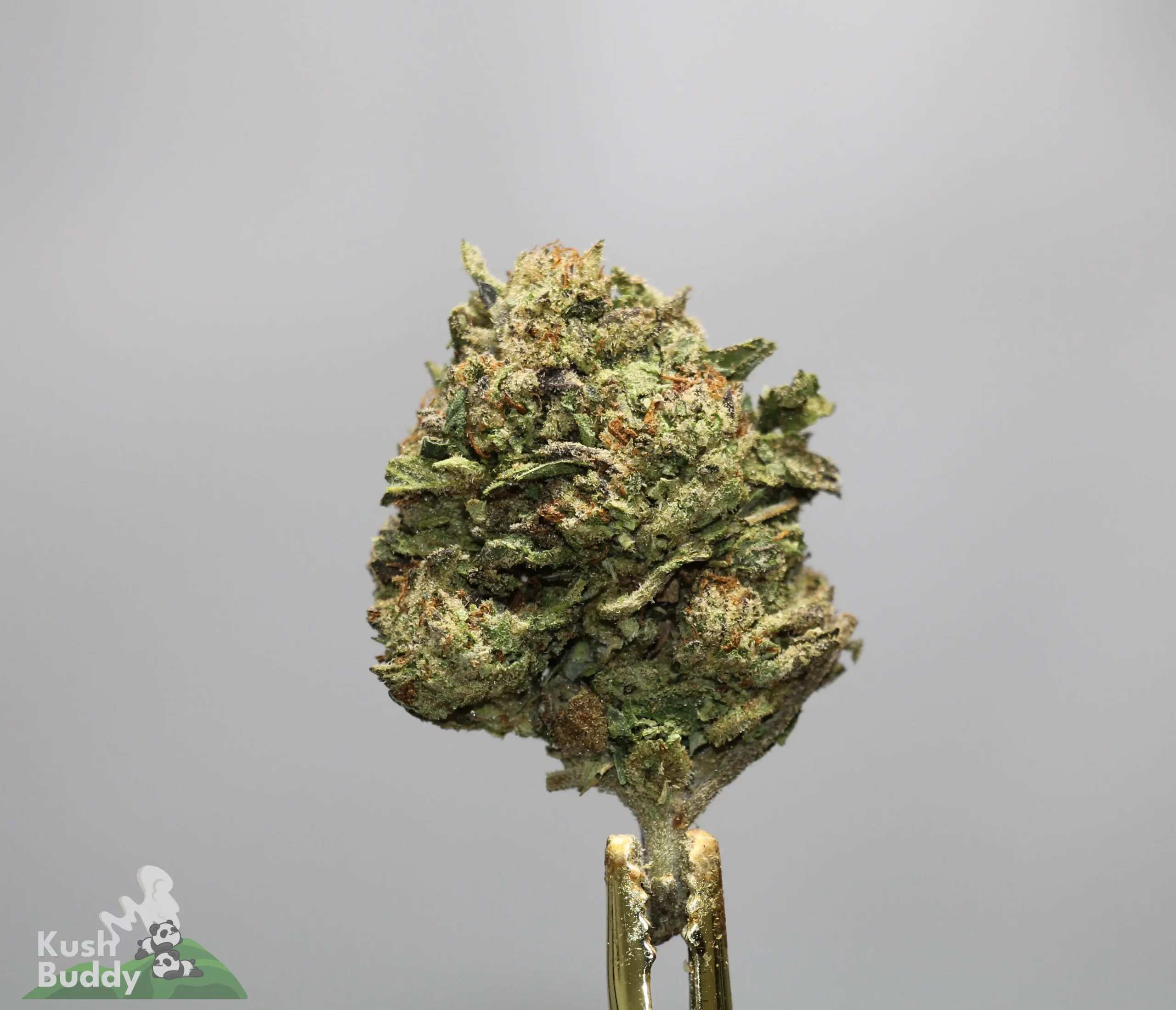 Close-up of a frosty cannabis bud with orange pistils and dense trichomes, mounted on a stem against a gray background