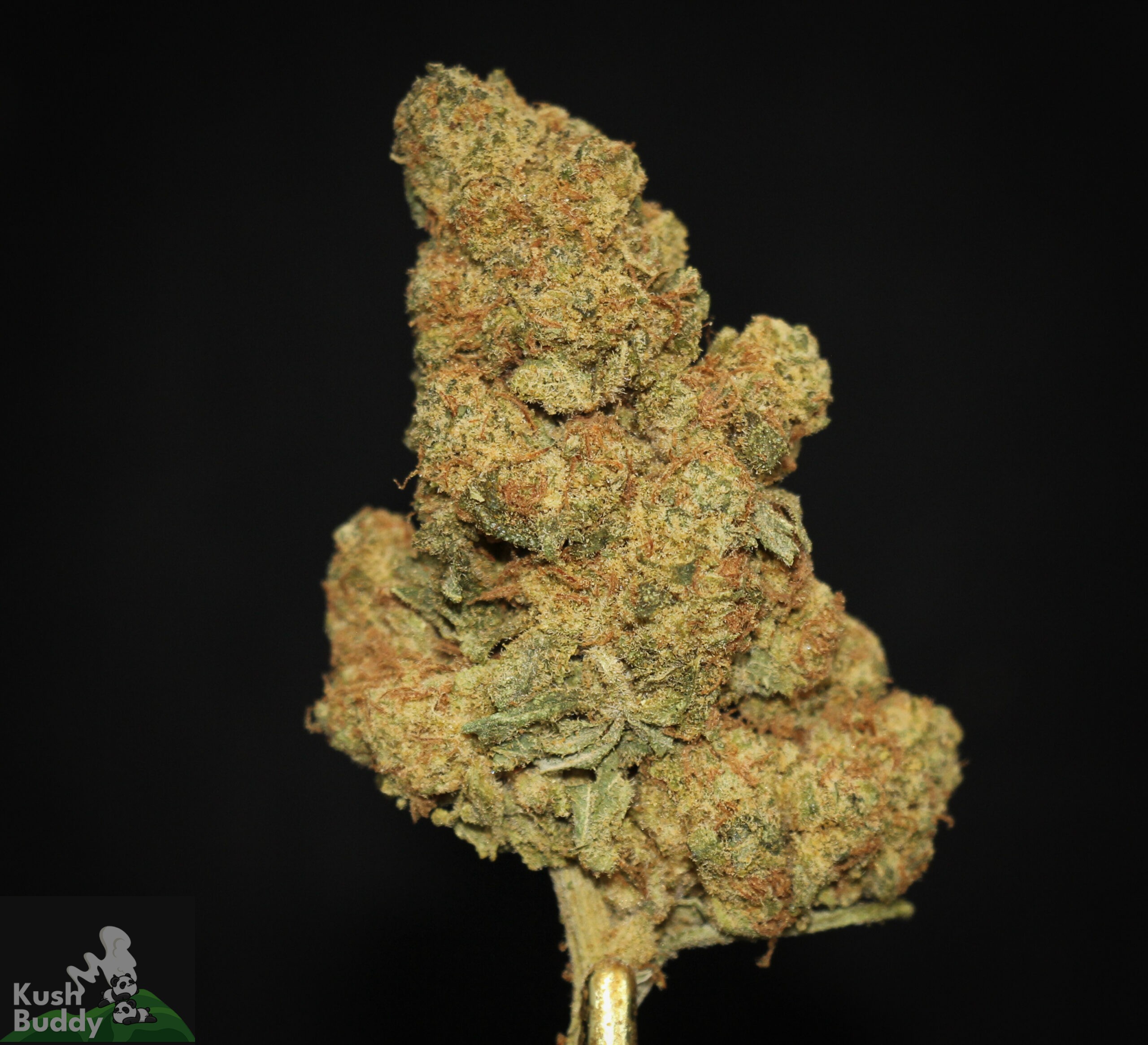 Buy Cake Pop Online Bulk Weed Strain Kush Buddy