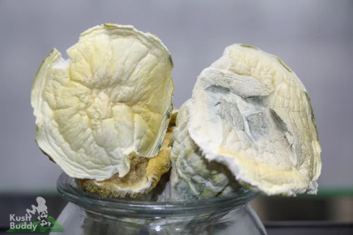 GhostCap - Bulk - Magic Mushrooms - Albino Goldies