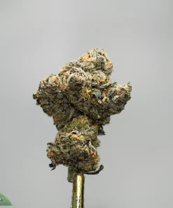 Close-up of a frosty cannabis bud with orange pistils on a metal stem, against a plain gray background.