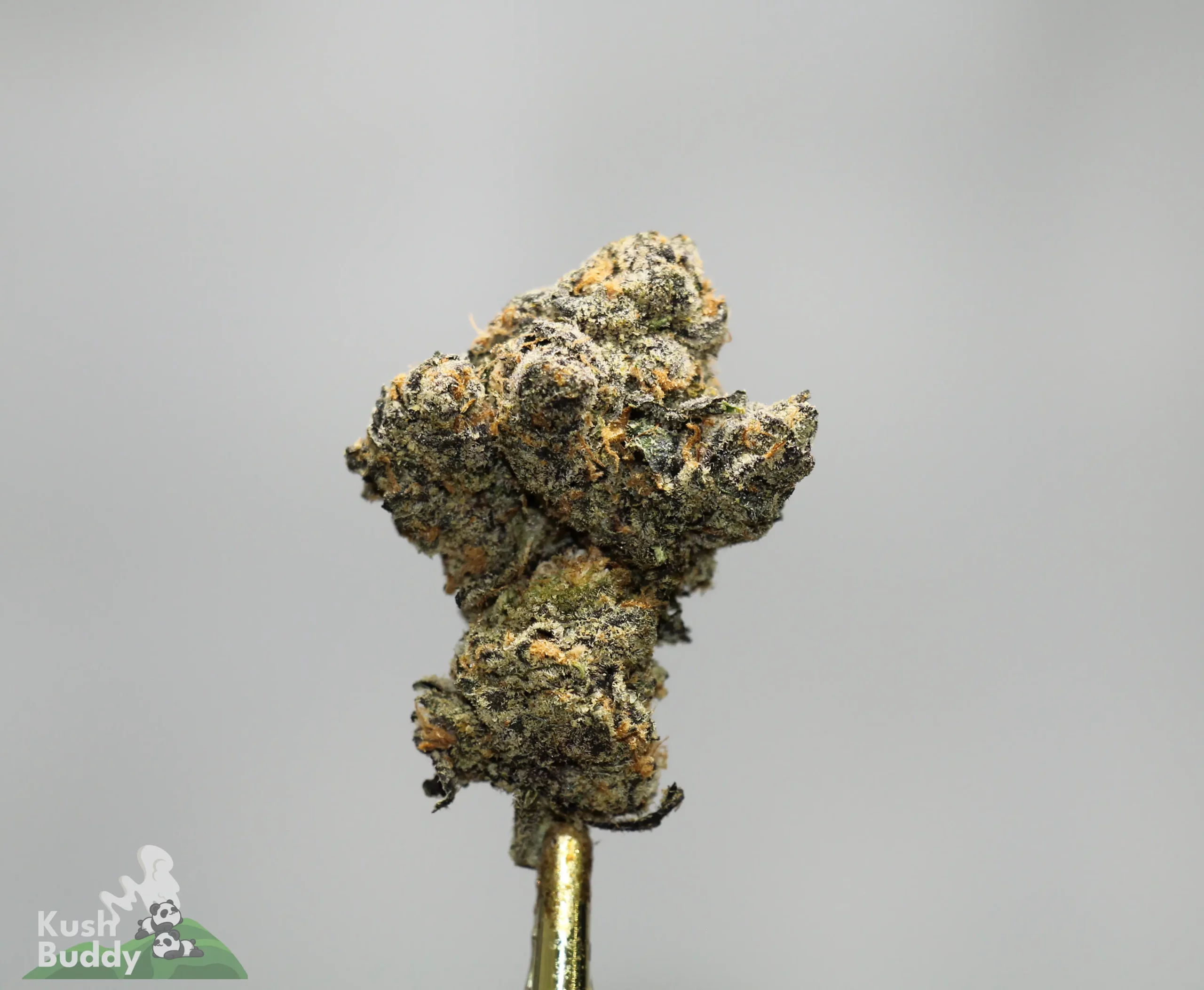Close-up of a frosty cannabis bud with orange pistils on a metal stem, against a plain gray background.