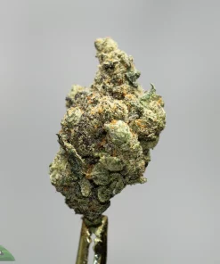 Close-up of a frosty cannabis bud with green, orange hairs on a pale gray background.