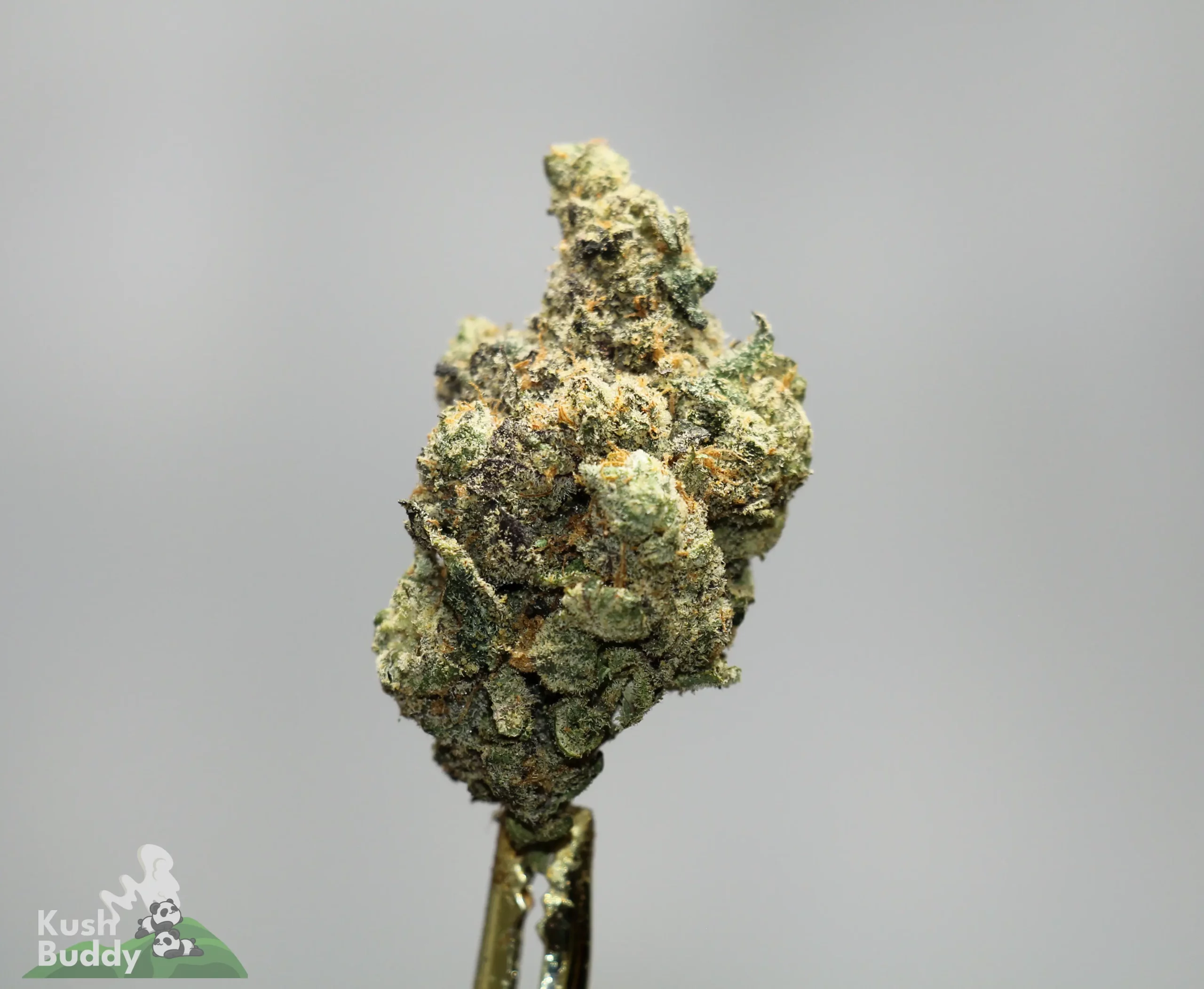 Close-up of a frosty cannabis bud with green, orange hairs on a pale gray background.