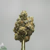 Close-up of a frosty cannabis bud on a gold display stem against a gray background; Kush Buddy logo bottom left.