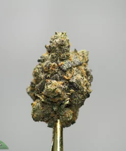 Close-up of a frosty cannabis bud on a gold display stem against a gray background; Kush Buddy logo bottom left.