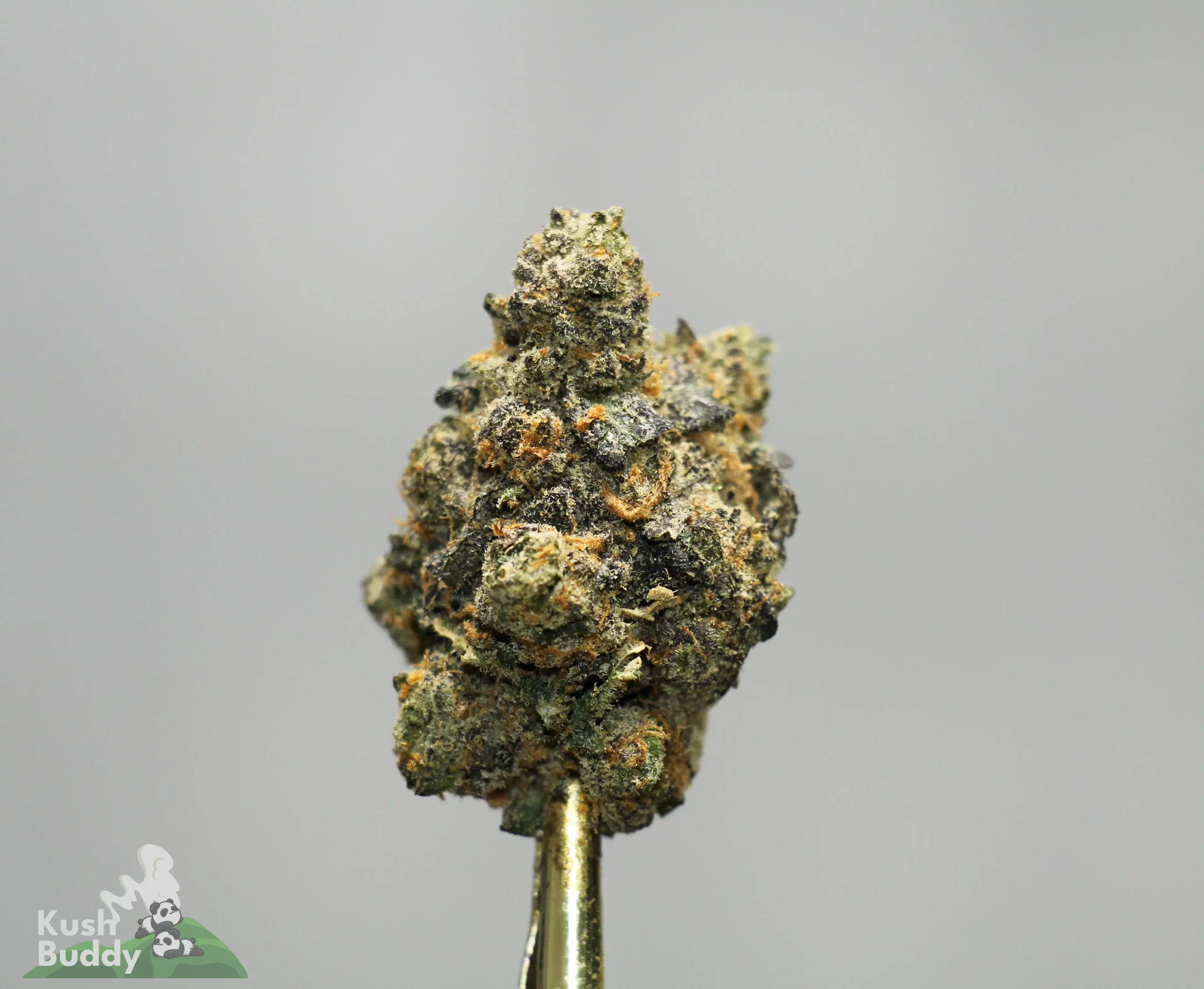 Close-up of a frosty cannabis bud on a gold display stem against a gray background; Kush Buddy logo bottom left.