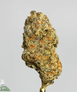 (AAA+) Grinch Thunderfuck