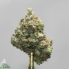 Close-up of a frosty cannabis bud with green leaves, orange hairs, and a heavy coating of trichomes, attached to a gold metal stem. watermark visible: Kush Buddy logo.