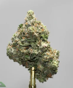 Close-up of a frosty cannabis bud with green leaves, orange hairs, and a heavy coating of trichomes, attached to a gold metal stem. watermark visible: Kush Buddy logo.