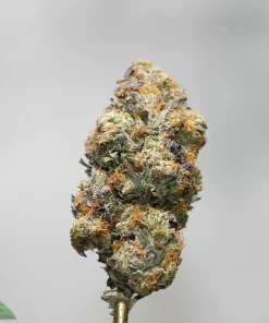 Close-up of a frosty cannabis bud with orange hairs on a stem, against a neutral background (Kush Buddy watermark)