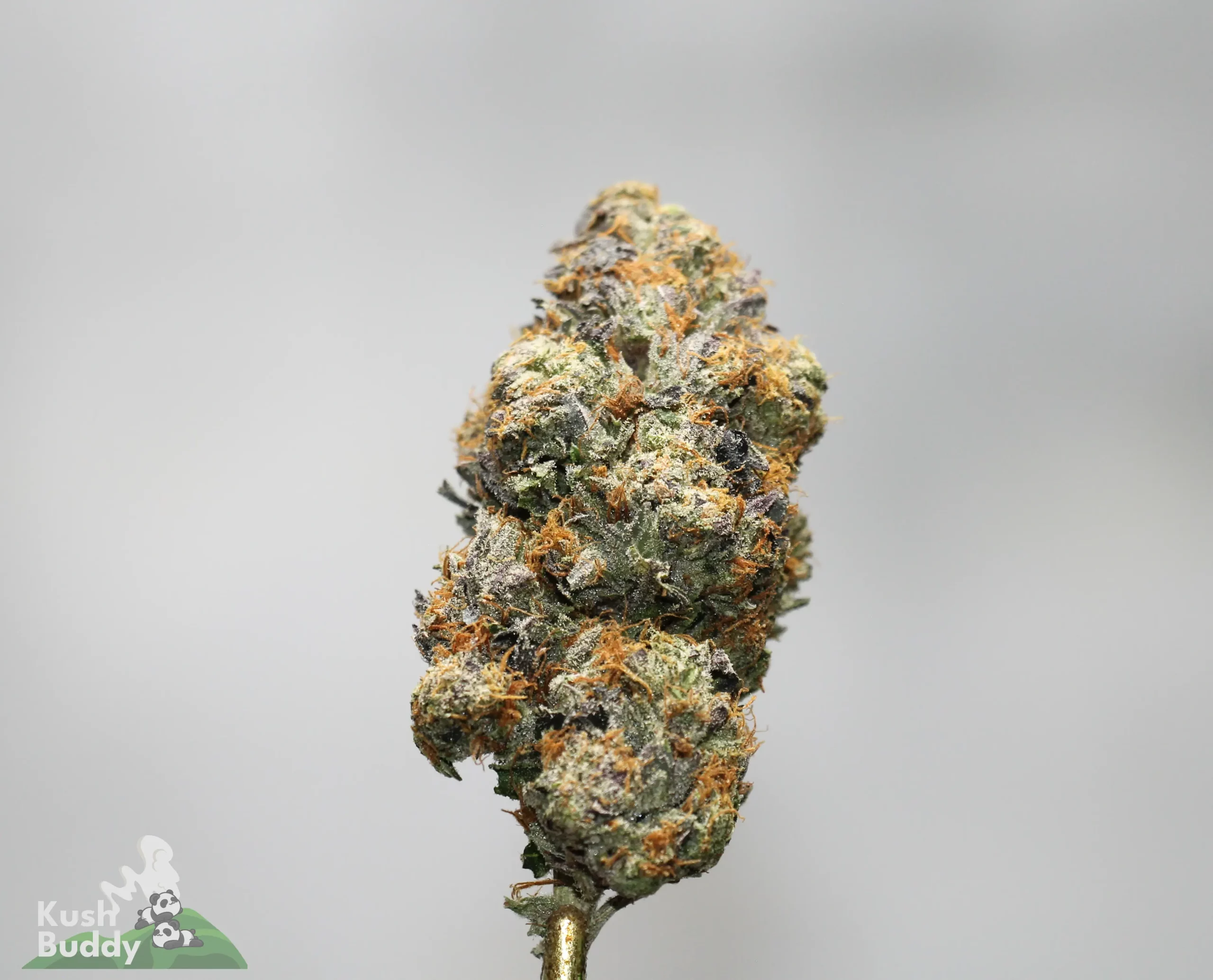 Close-up of a frosty cannabis bud with orange hairs on a stem, against a neutral background (Kush Buddy watermark)