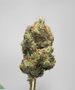 Close-up of a frosty cannabis bud with orange pistils on a gold stem against a pale gray background.