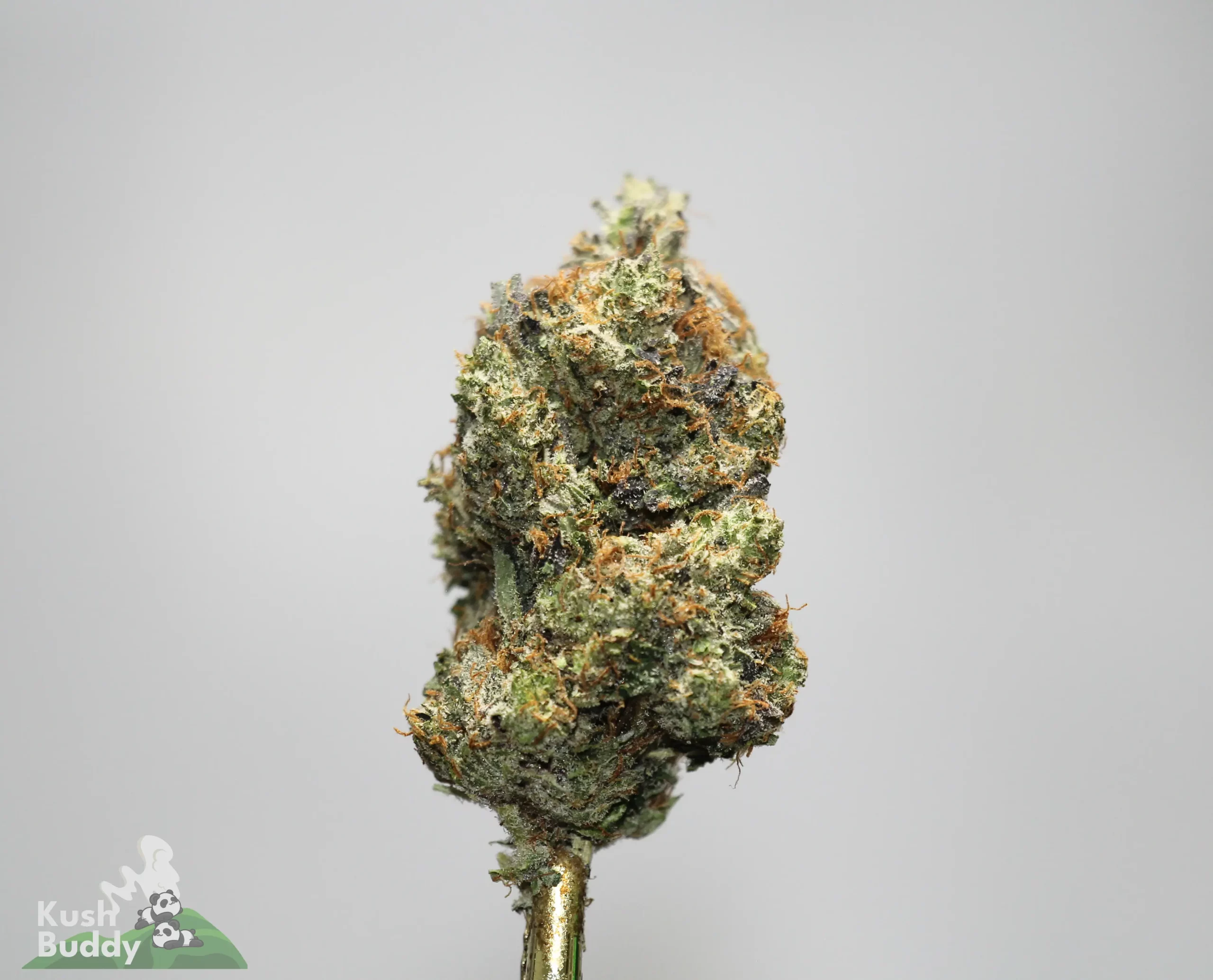 Close-up of a frosty cannabis bud with orange pistils on a gold stem against a pale gray background.