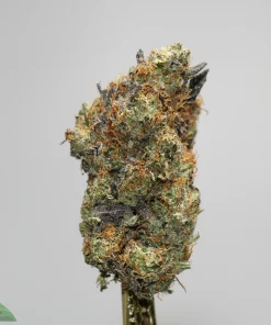 Close-up of a frosty cannabis bud on a stem, showing green leaves, orange hairs, and crystalline trichomes.