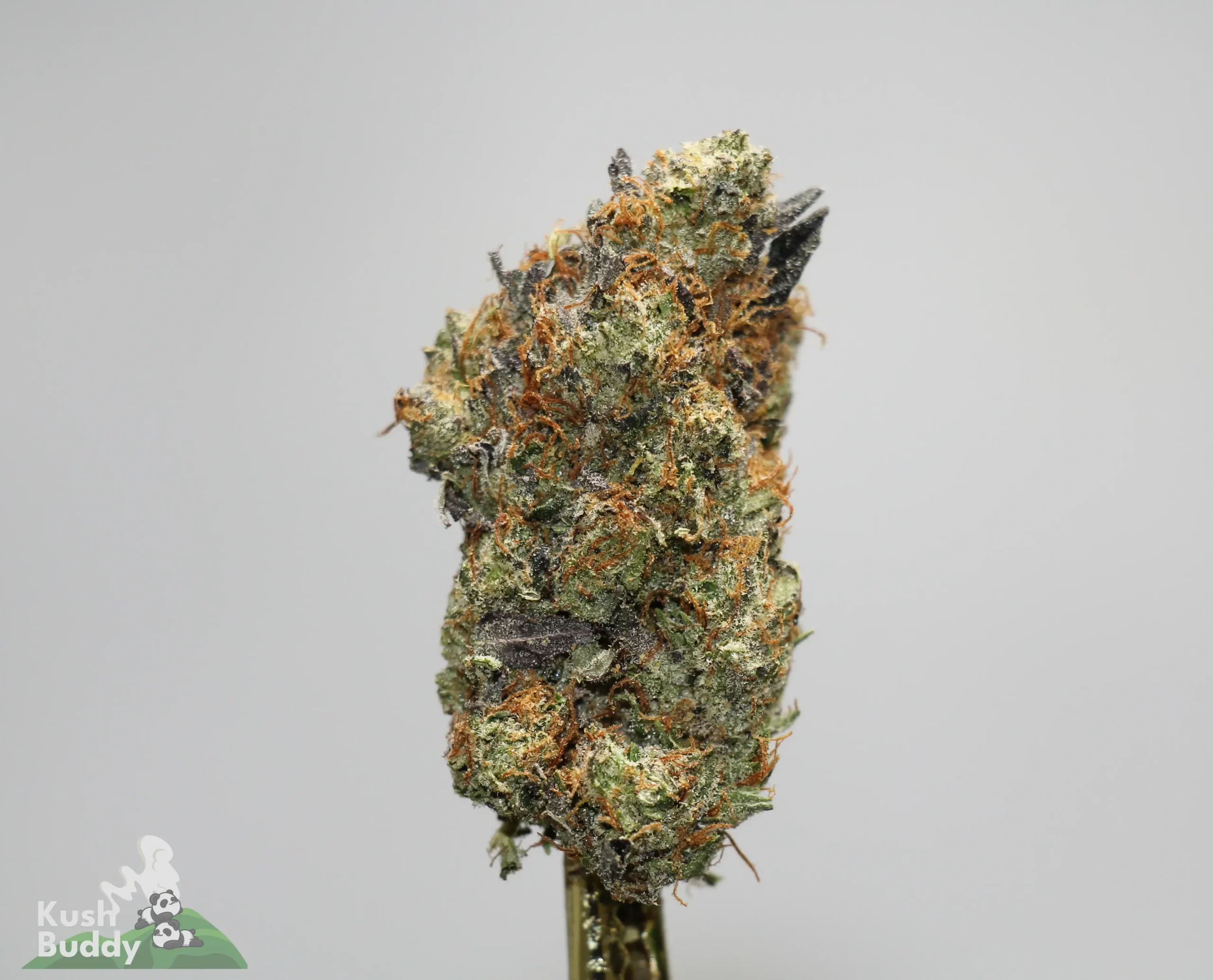 Close-up of a frosty cannabis bud on a stem, showing green leaves, orange hairs, and crystalline trichomes.