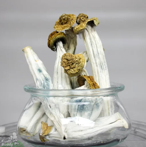 GhostCap - Magic Mushrooms - Blue Meanies