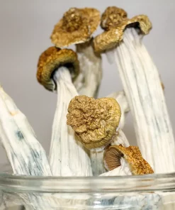 GhostCap - Bulk - Magic Mushrooms - Blue Meanies - Image 2