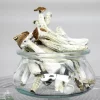 GhostCap - Bulk - Magic Mushrooms - Daddy Long Legs