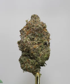 Close-up of a frosty cannabis bud with green and orange hairs on a gold stem, set against a light gray background; visible branding in the bottom-left corner.