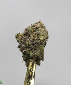 Close-up of a cannabis bud on a shiny gold dab tool against a gray background. (Kush Buddy watermark visible)