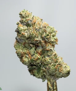 Close-up of a frosty cannabis bud with orange hairs on a pale gray background; watermark in the lower-left corner reading Kush Buddy.