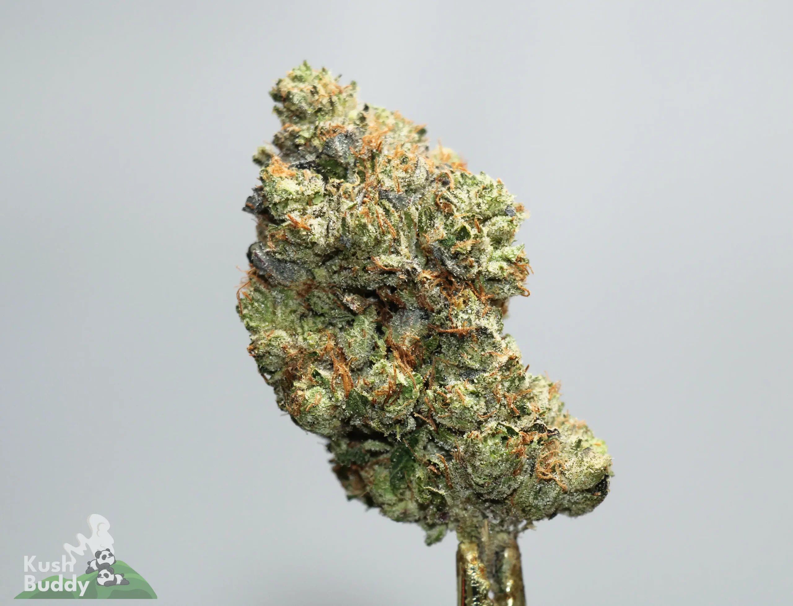 Close-up of a frosty cannabis bud with orange hairs on a pale gray background; watermark in the lower-left corner reading Kush Buddy.