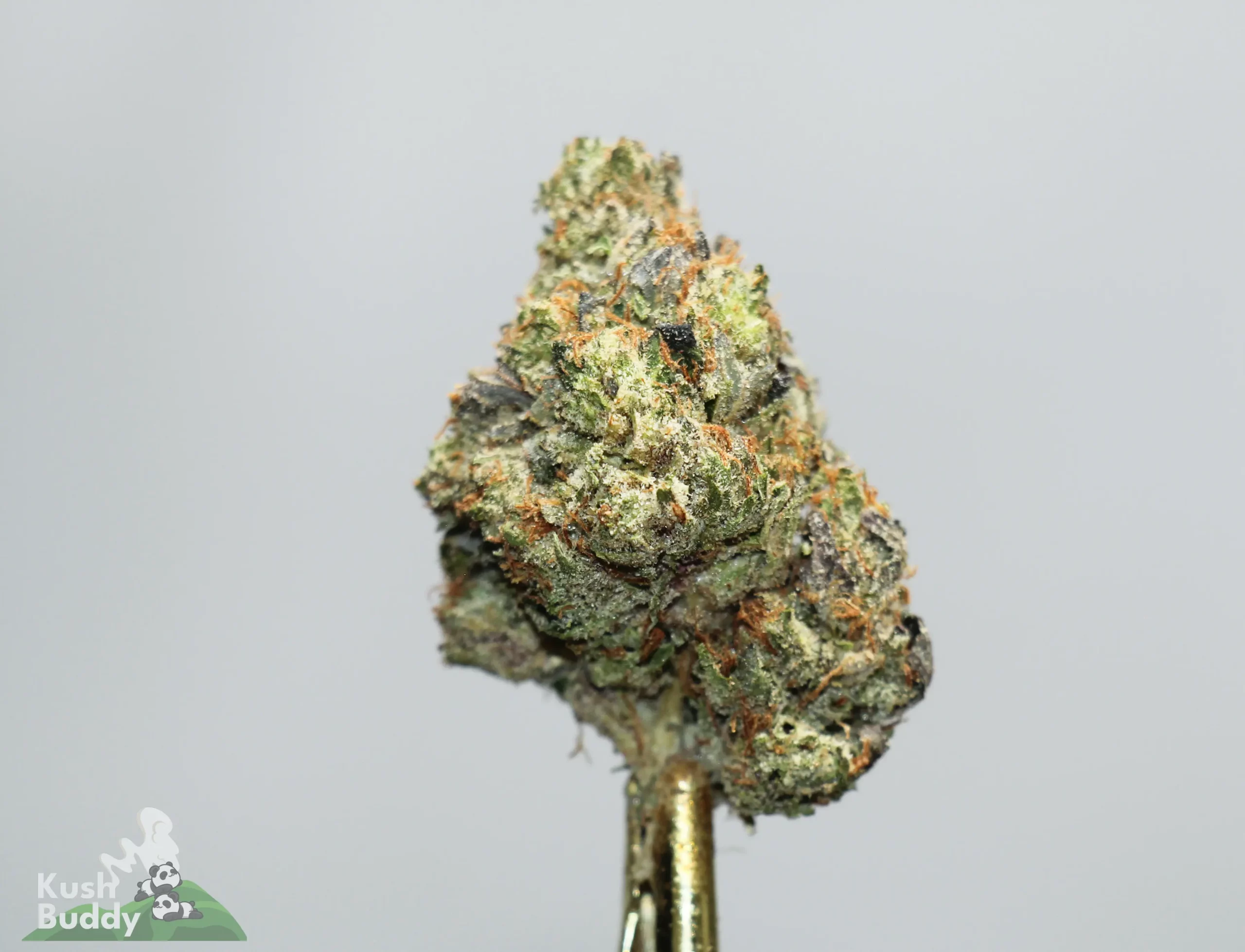 Close-up of a frosty cannabis bud with green leaves and orange hairs on a gold stem, watermark reading 'Kush Buddy' visible in the corner