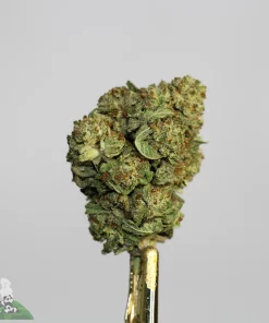(AAA+) Pineapple Express (Medium & Smalls) - Image 2