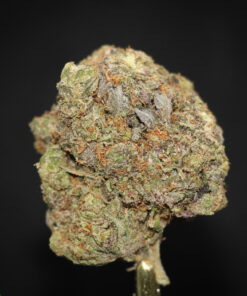 Black Series - Tom Brady Pink Kush - Image 2