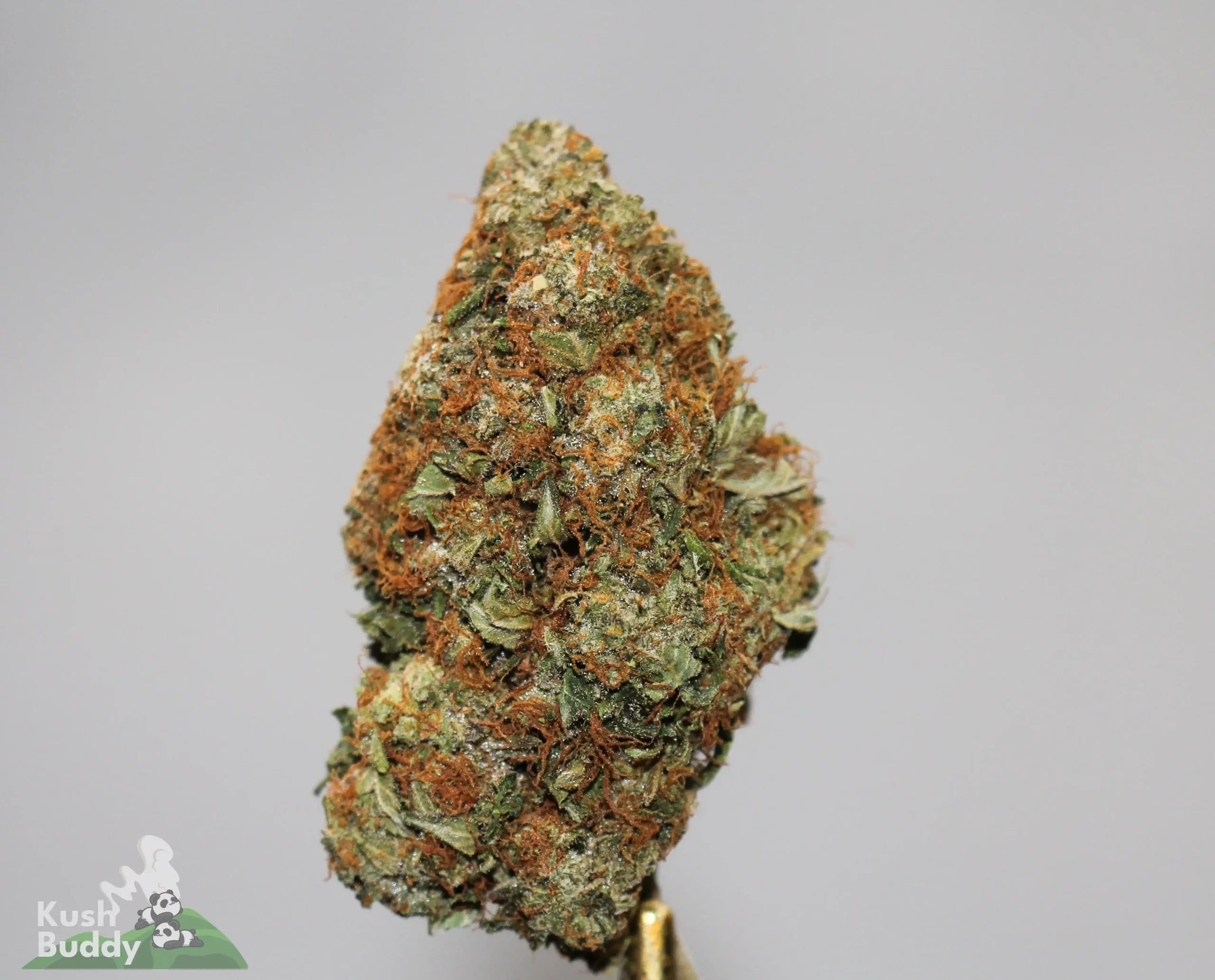 Black Series - The Donald OG