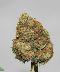 Black Series - The Donald OG - Image 2