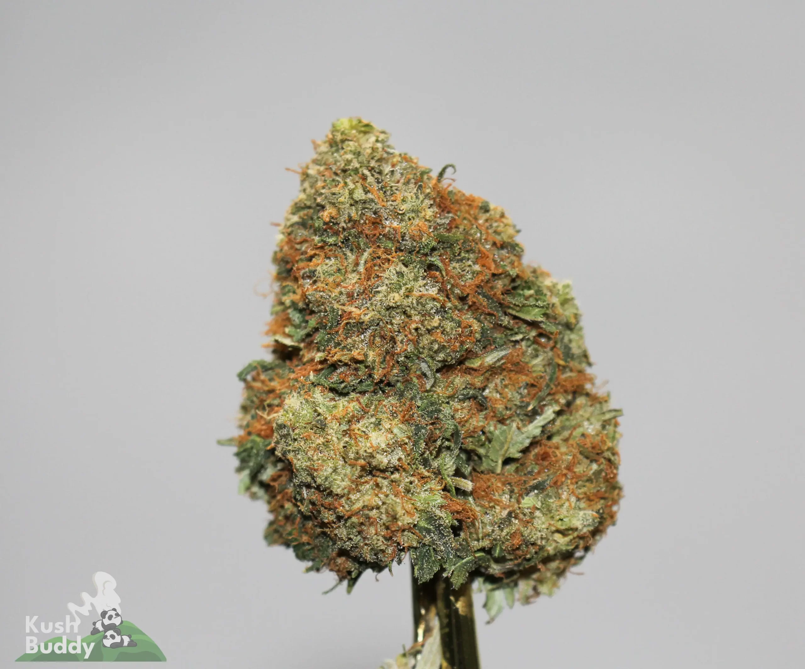 Black Series - The Donald OG - Image 2
