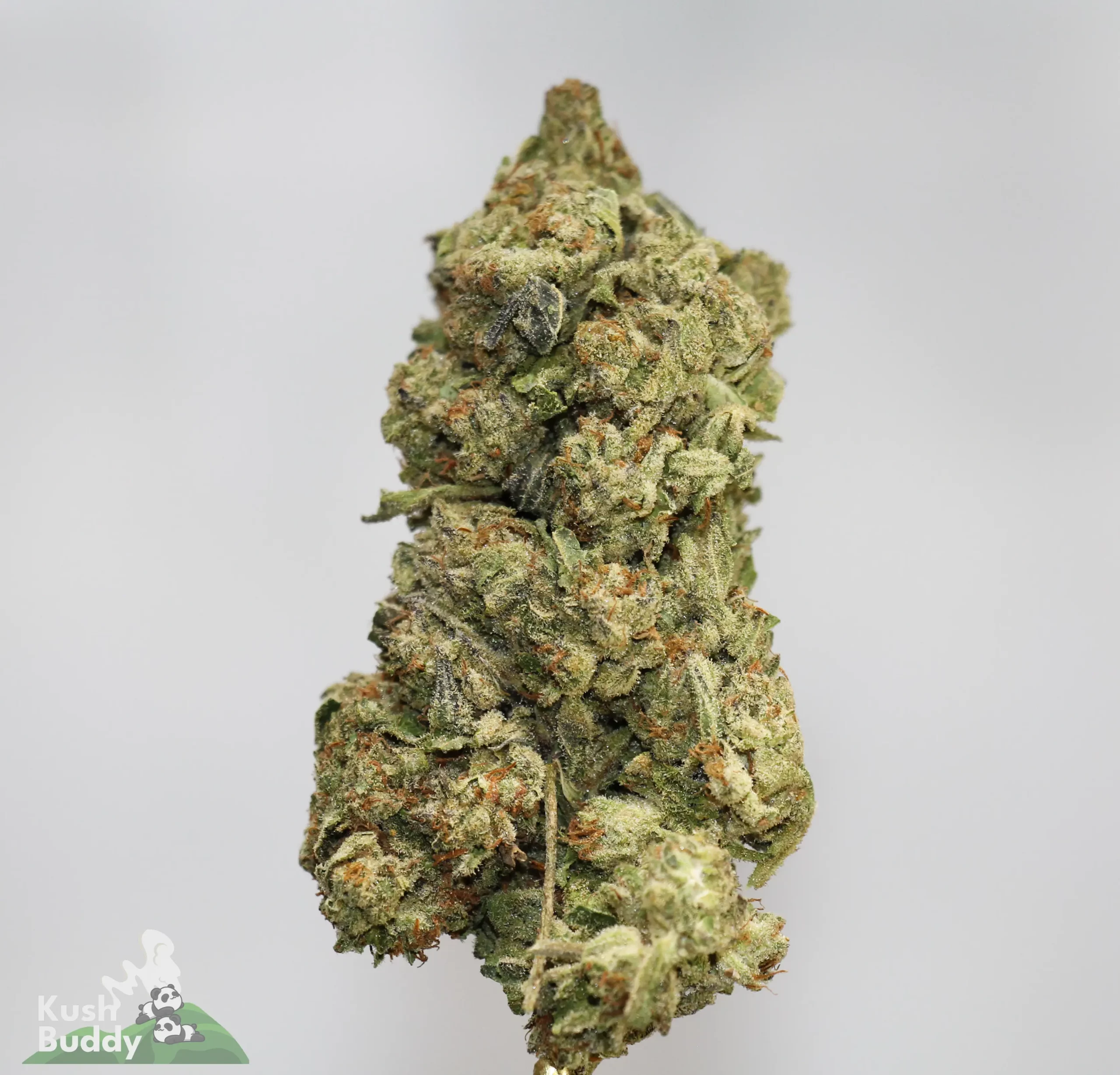 (AAA- - Bulk) Blueberry
