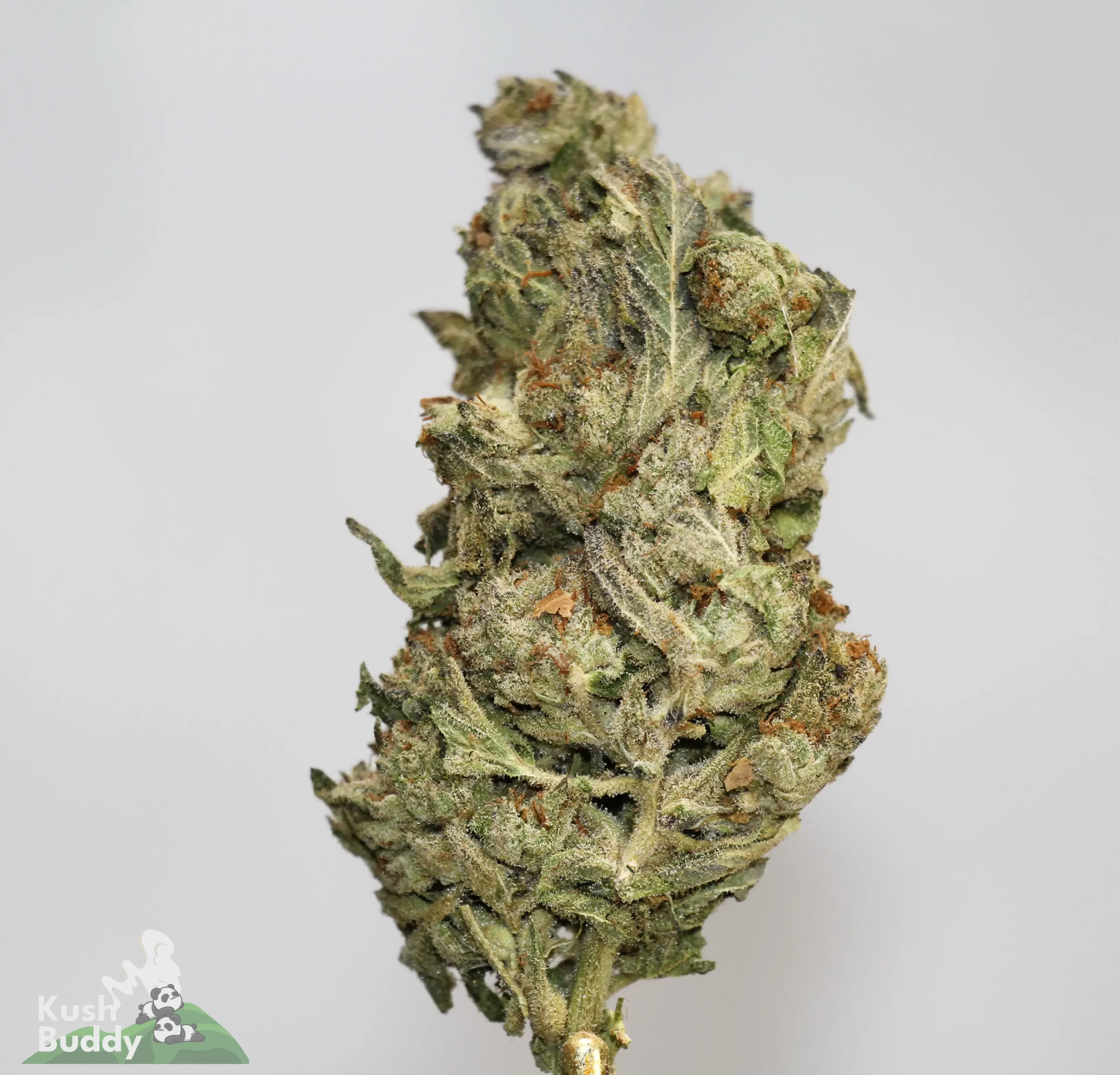 (AAA- - Bulk) Blueberry - Image 2