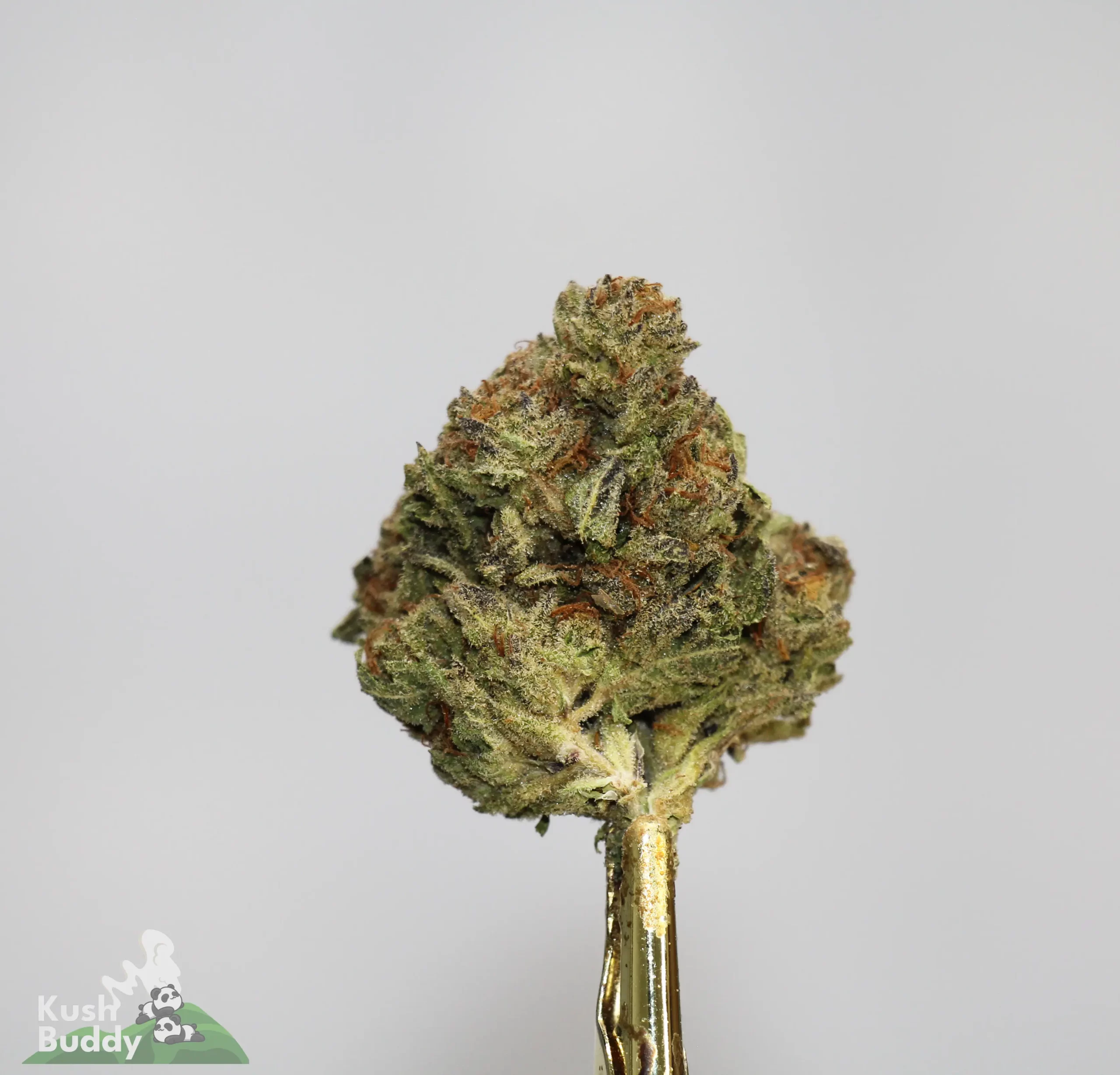 (AAA- - Bulk) Blueberry - Image 3