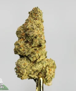 (AAA+) Cactus Breath