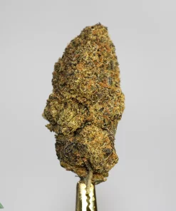 (AAA+) Cactus Breath - Image 2