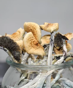 GhostCap - Magic Mushrooms - Mexican Magic