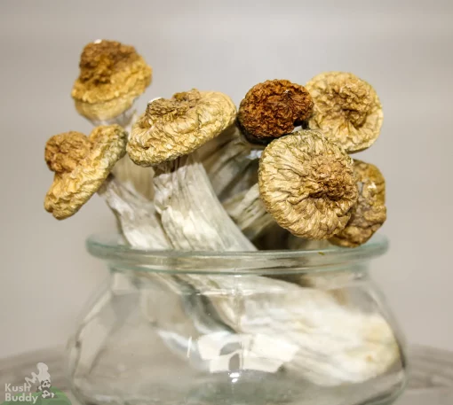 GhostCap - Bulk - Magic Mushrooms - Penis Envy