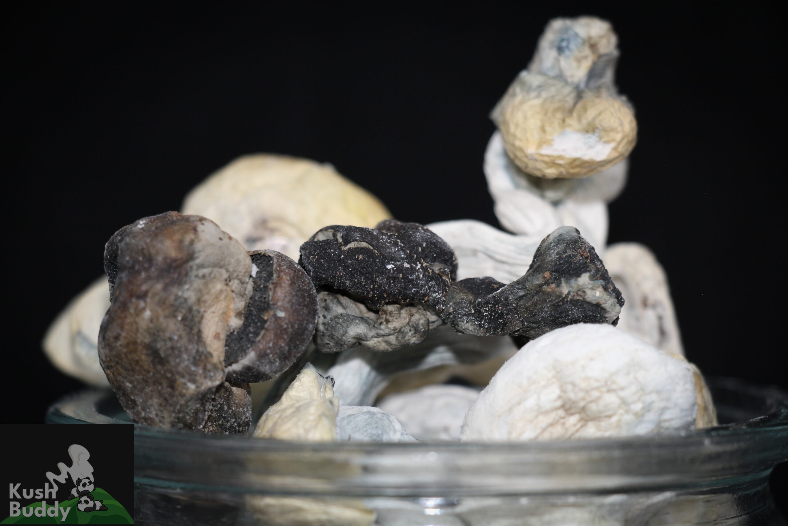 Bulk - Magic Mushrooms - Cambodian Albino - Image 2