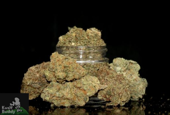 Diamond Mix cannabis buds arranged around a glass jar on a black background