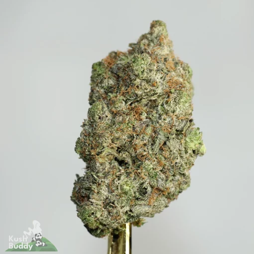 Black Series - 11 Week Pink - LSO