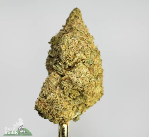 (AAA+) Alaskan Thunderfuck