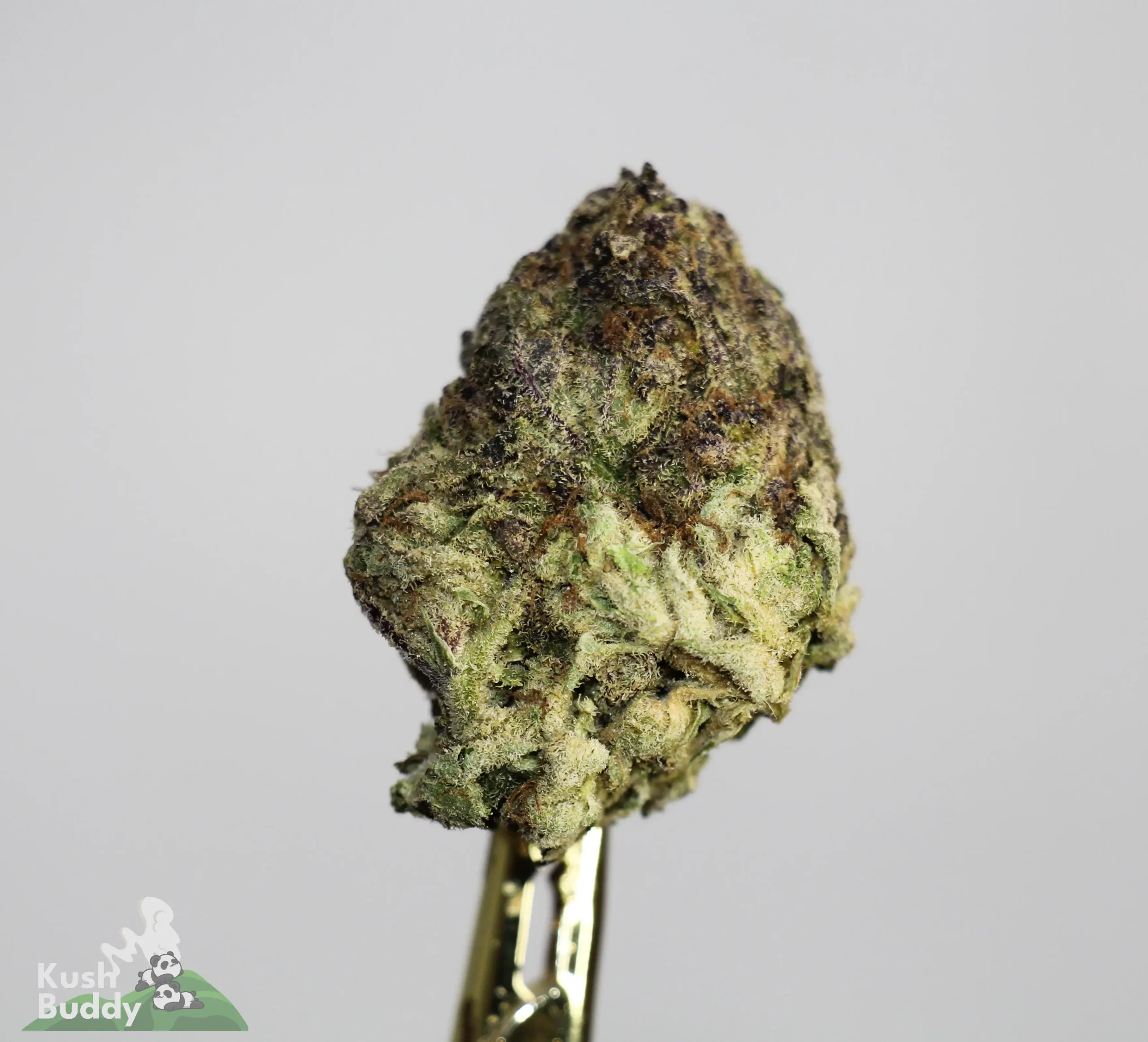 (AAA) Ayahuasca Purple - Image 2