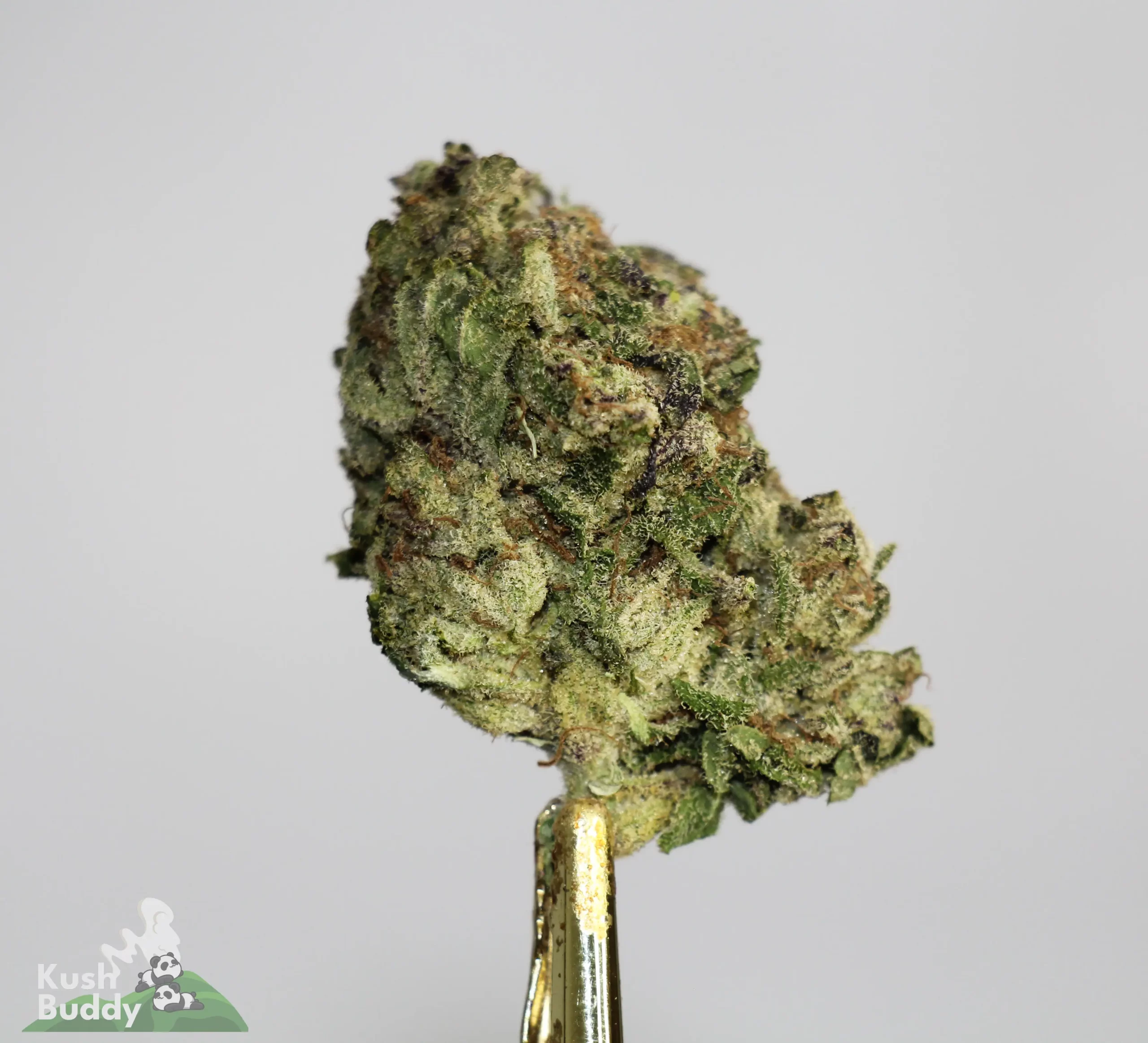 (AAA) Ayahuasca Purple