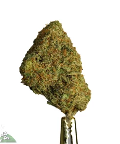 (AAA+) Cabin Fever x LSD