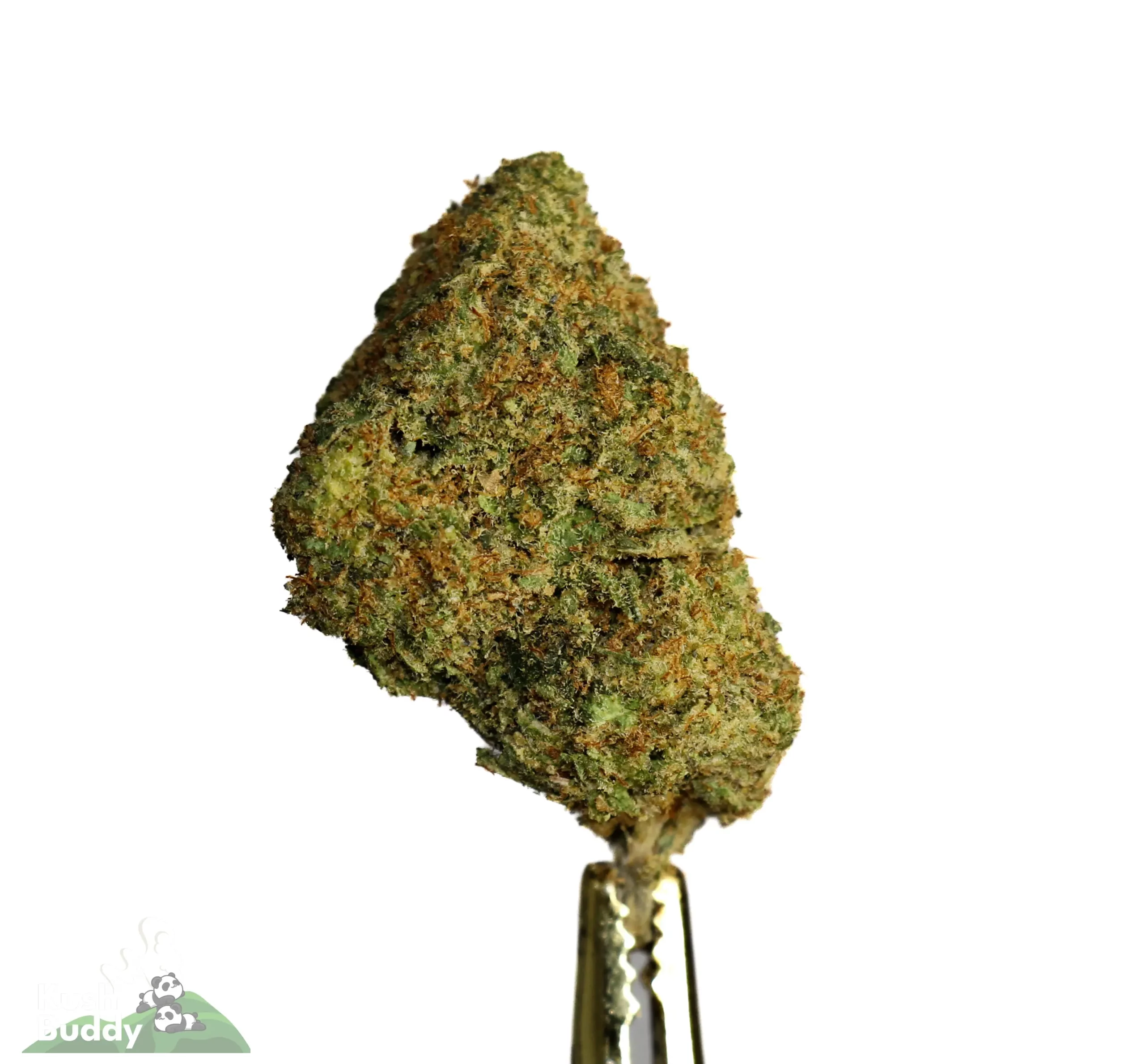 (AAA+ - Bulk) Cabin Fever x LSD